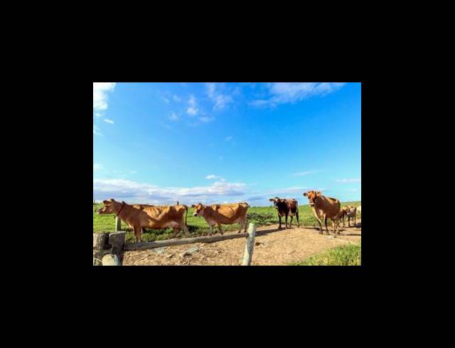 473HA FARM FOR SALE IN EAST LONDON RURAL